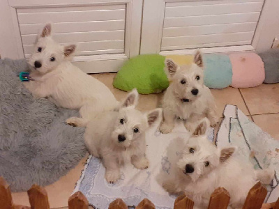 du domaine de la charme - West Highland White Terrier - Portée née le 21/05/2024