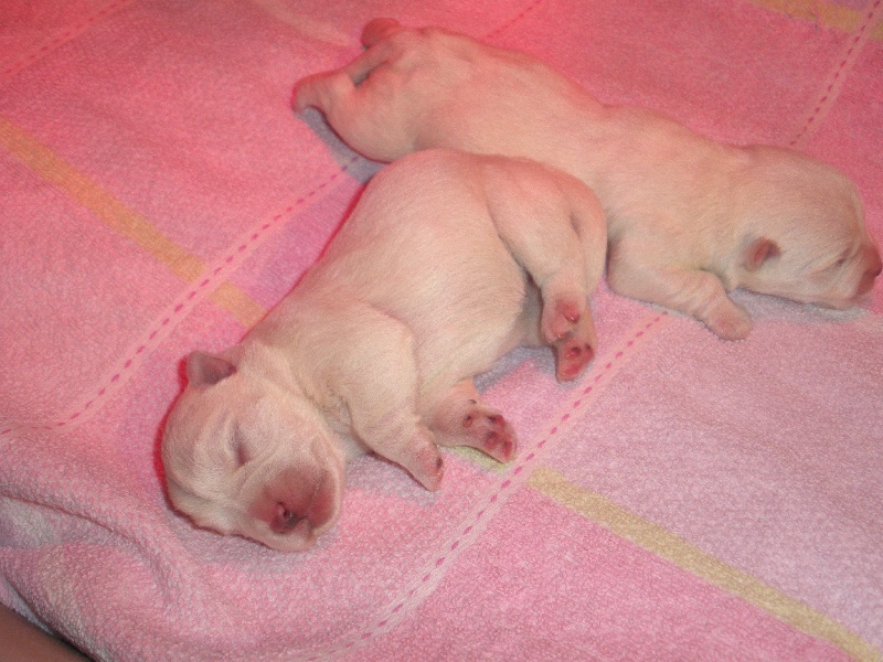 du domaine de la charme - West Highland White Terrier - Portée née le 26/02/2011