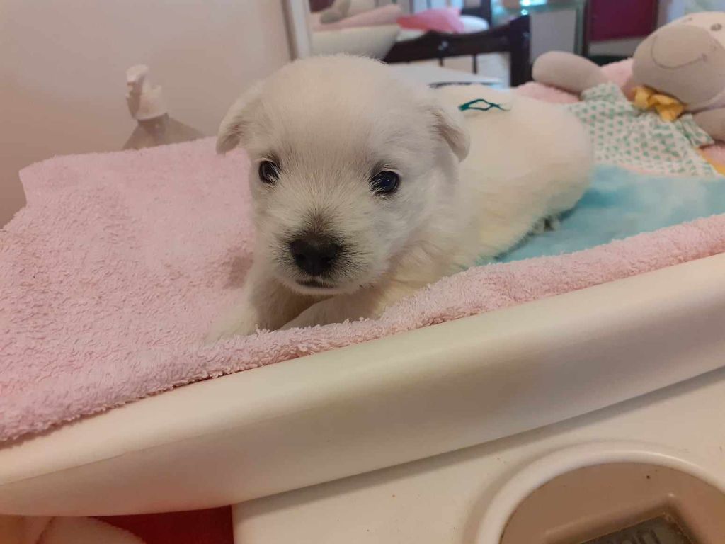 du domaine de la charme - Chiot disponible  - West Highland White Terrier