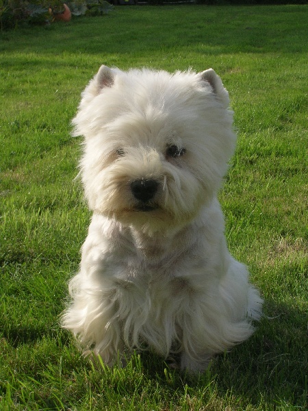 Newton du domaine de la charme