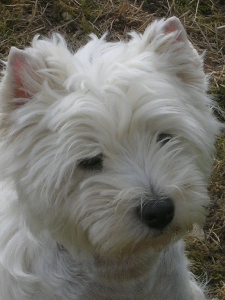 Ulane dite tulipe de la Robiniere